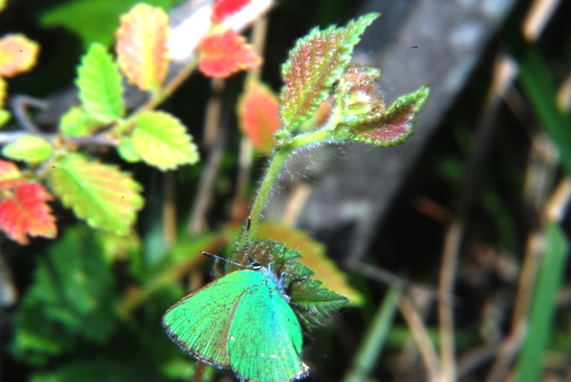 Sconosciute - Emmelia trabealis e Callophrys rubi